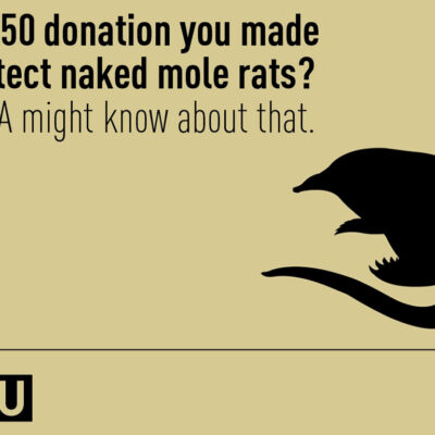 That $50 donation you made to protect naked mole rats? The NSA might know about that.