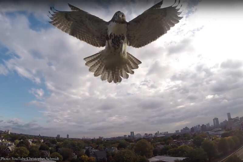 Photo of hawk knocking drone out of sky