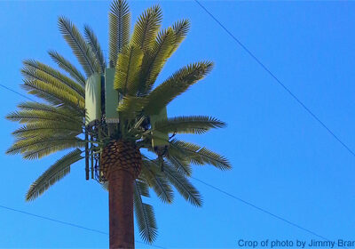 Photo of cell phone tower disguised as a palm tree.