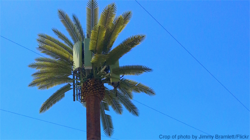 Photo of cell phone tower disguised as a palm tree.