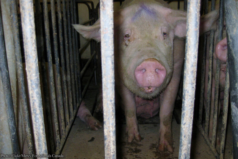 A sad-looking pig in a cage