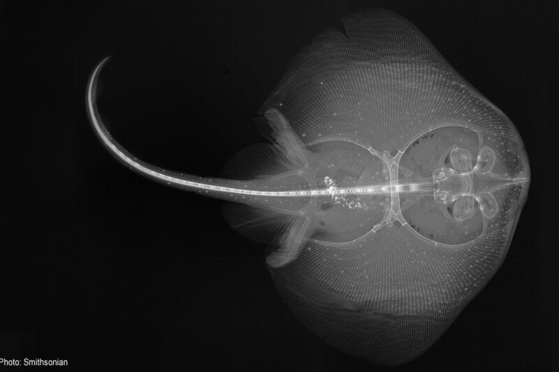 X-ray image of stingray animal