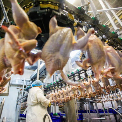 Chicken Processing Plant