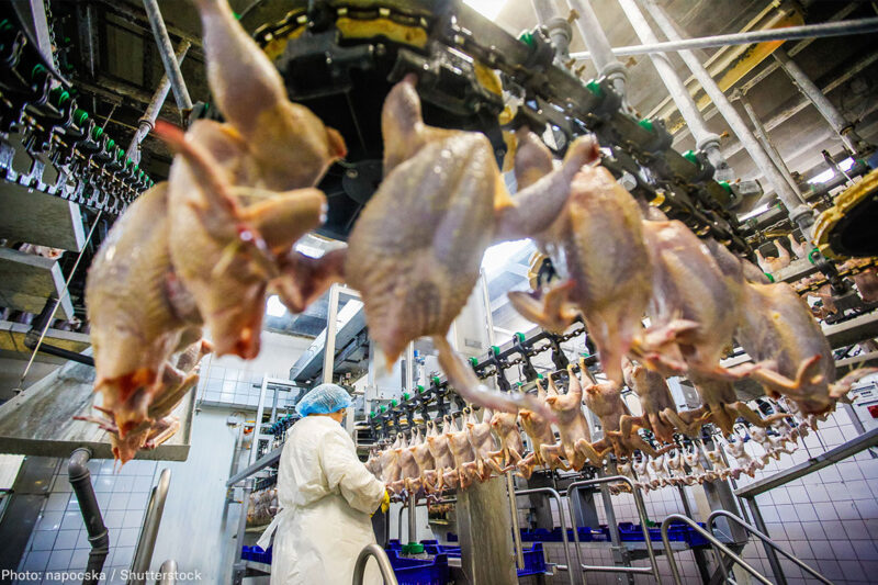 Chicken Processing Plant