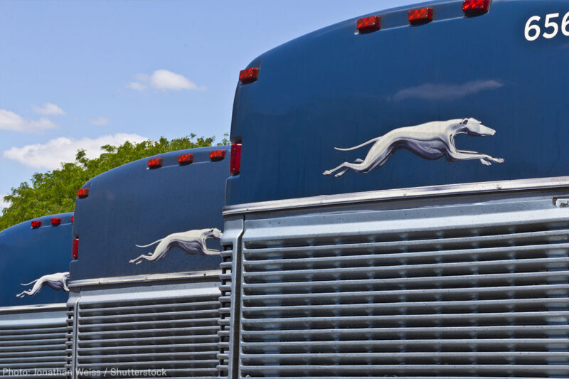 Greyhound Busses