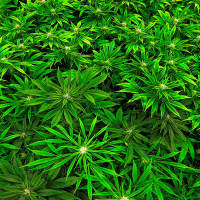 Marijuana clones are monitored inside the "Vegetative Room" at the Ataraxia medical marijuana cultivation center in Albion, Ill.